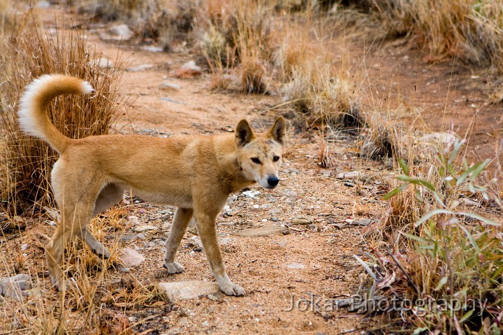 Larapinta_20080608_326 copy.jpg - Dingo,  (Canus lupus dingo) , West MacDonnell Ranges